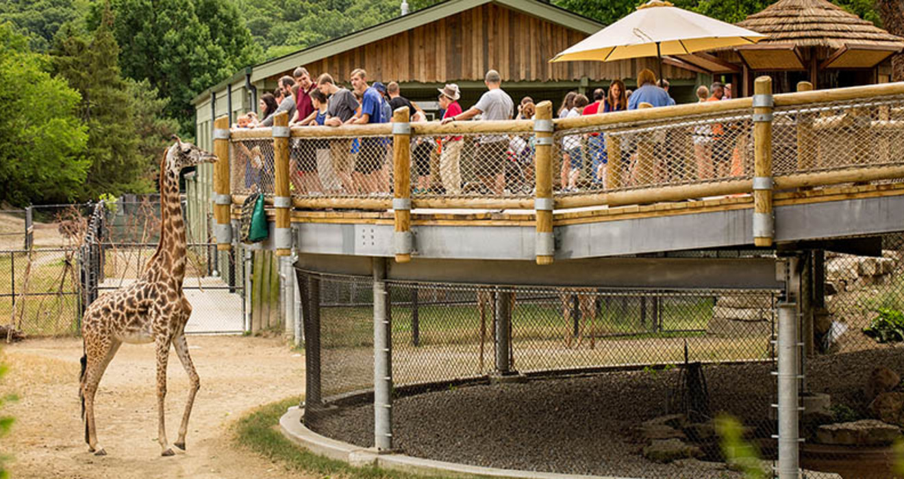 Leading the way for giraffe Cleveland Zoological Society June 19, 2017