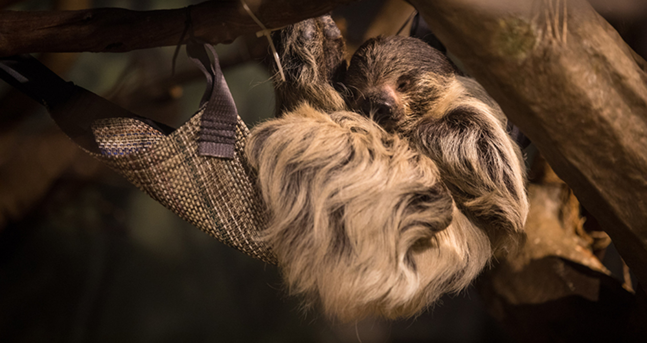 Truth or Tail? Sloths are the slowest mammals on Earth. Cleveland Zoological Society
