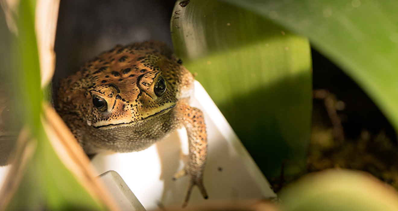 Truth or Tail Toads can give you warts Cleveland Zoological Society