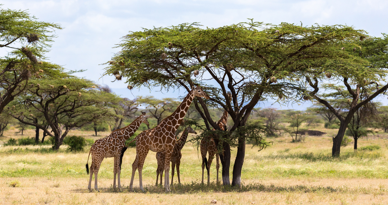 Truth or Tail: Giraffe have prehensile tongues| Cleveland Zoological  Society | July 07, 2021