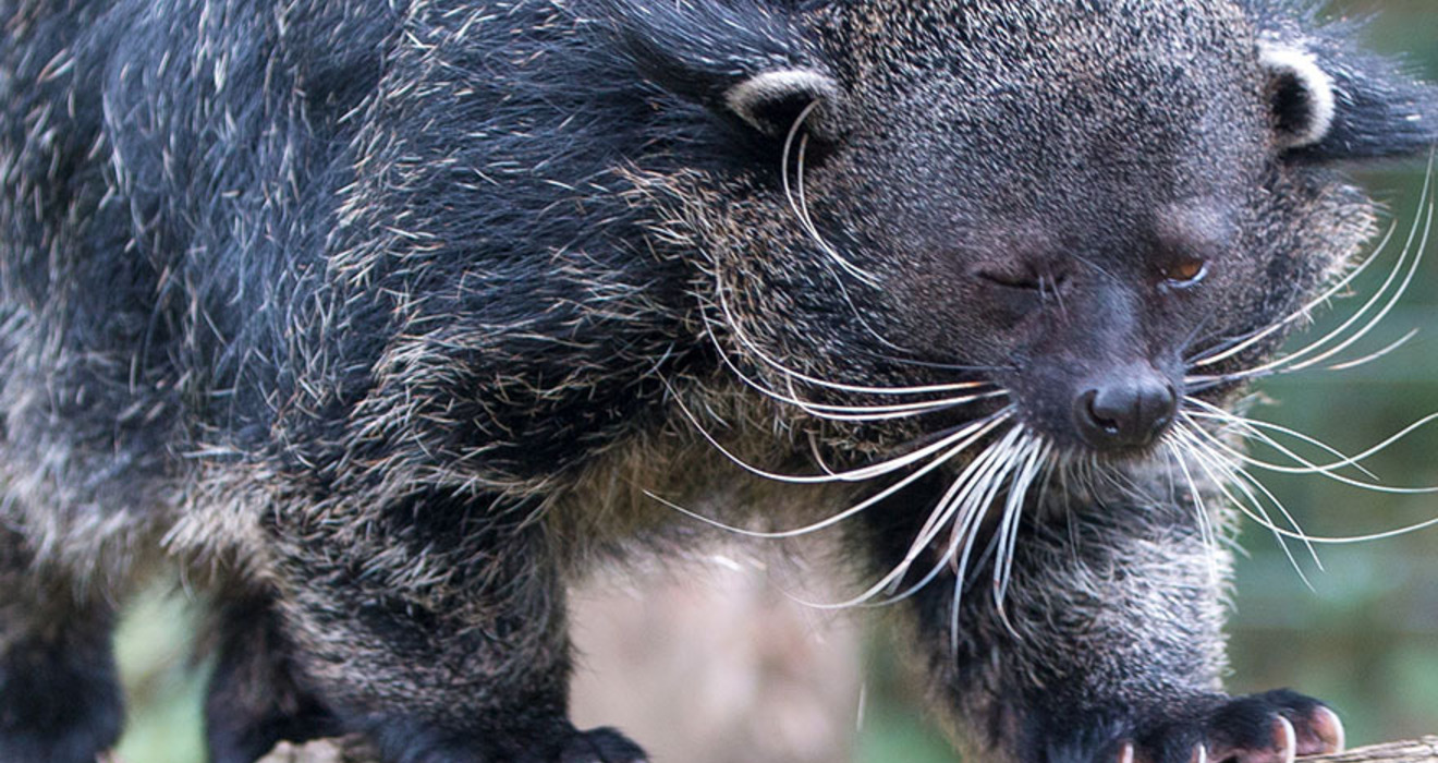 Popcorn or Fritos? Meet Jenna, the curiously fragrant binturong