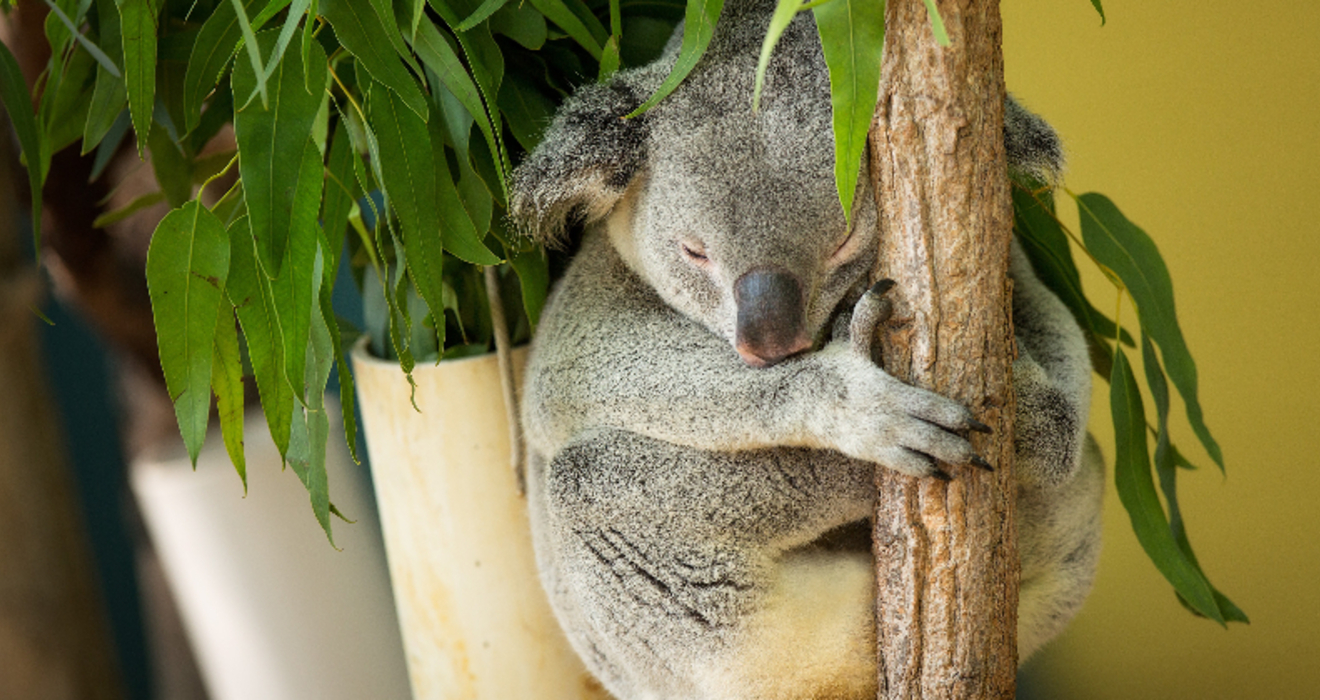 Koalaty facts about koalas Cleveland Zoological Society April 07, 2020