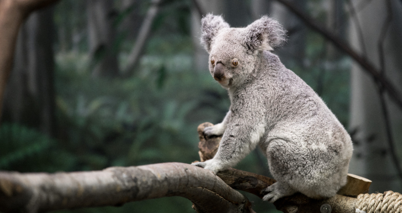 Koalaty facts about koalas Cleveland Zoological Society April 07, 2020