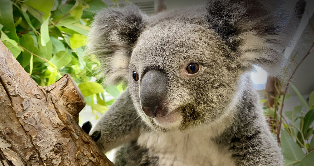 Marvelous Marsupials Cleveland Zoological Society April 14, 2021