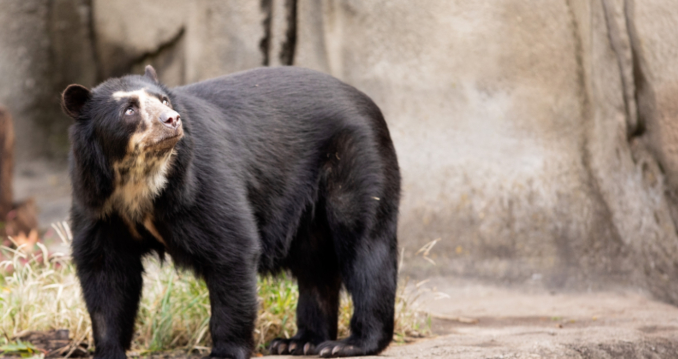 'Beary' Interesting Facts about the Andean Bear Cleveland Zoological