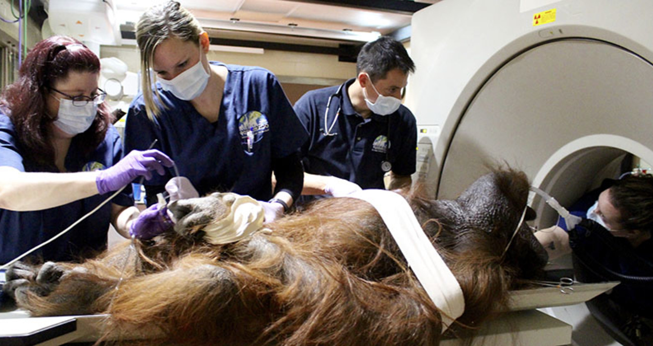 Ask the Expert Veterinary technicians Cleveland