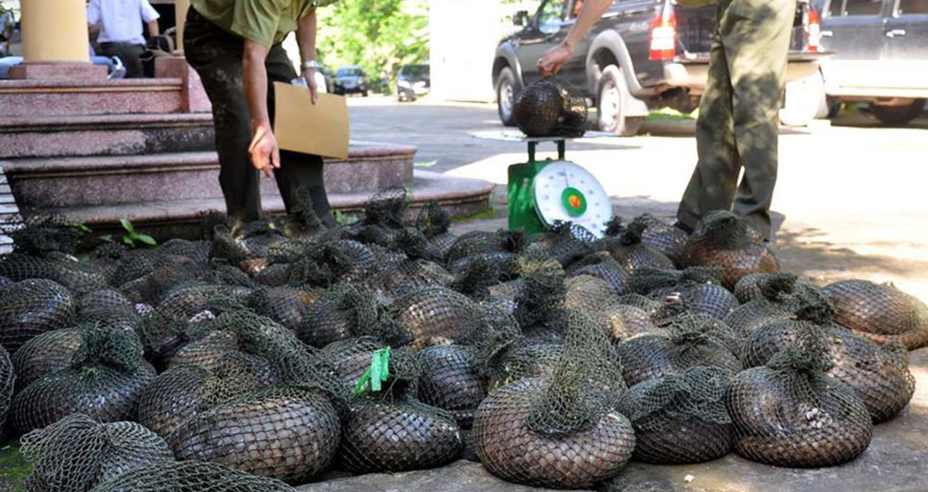 A renewed focus on the illegal wildlife trade Cleveland Zoological