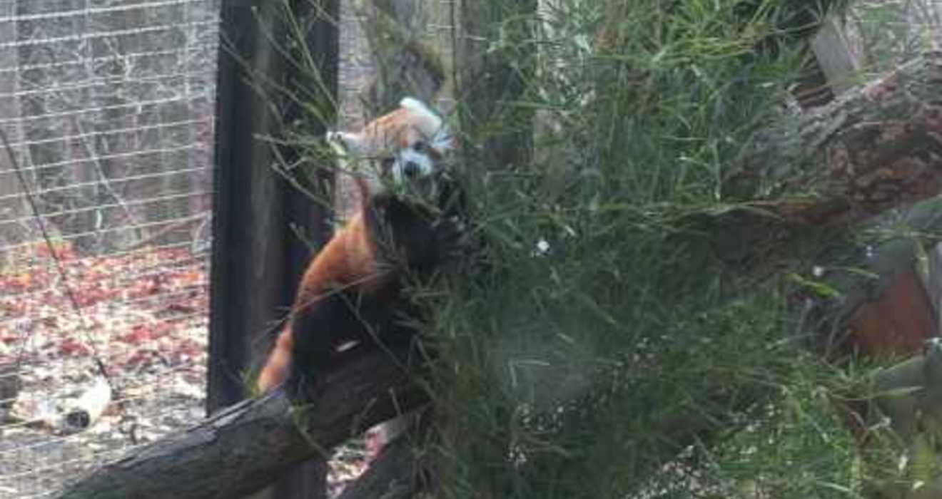 Watch About Species Survival Plans Cleveland Zoological Society