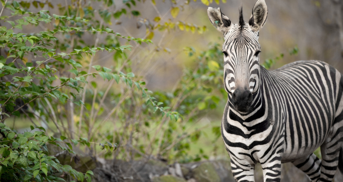 TRUTH OR TAIL No two zebra have the same stripe pattern Cleveland