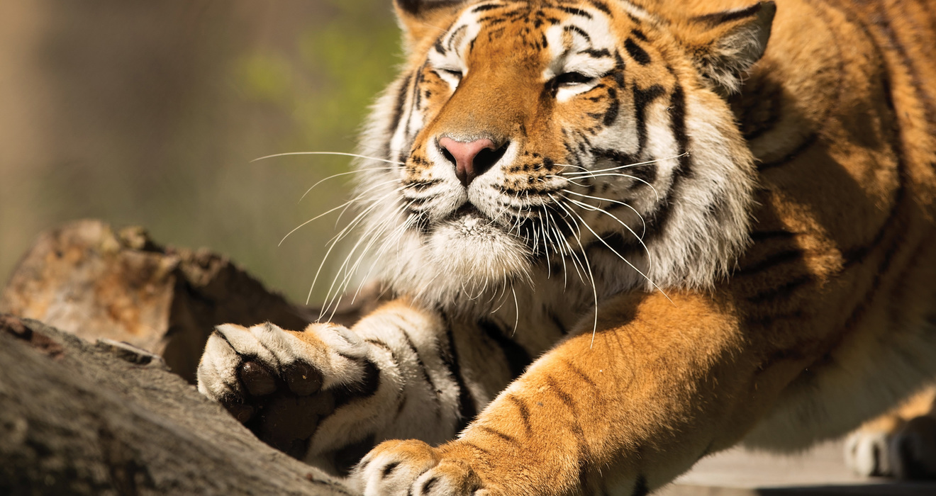 A tiger's trip to Cleveland| Cleveland Zoological Society