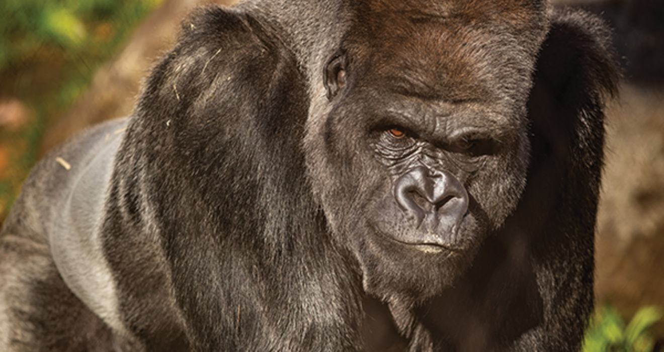 Our growing gorilla troop| Cleveland Zoological Society | July 11