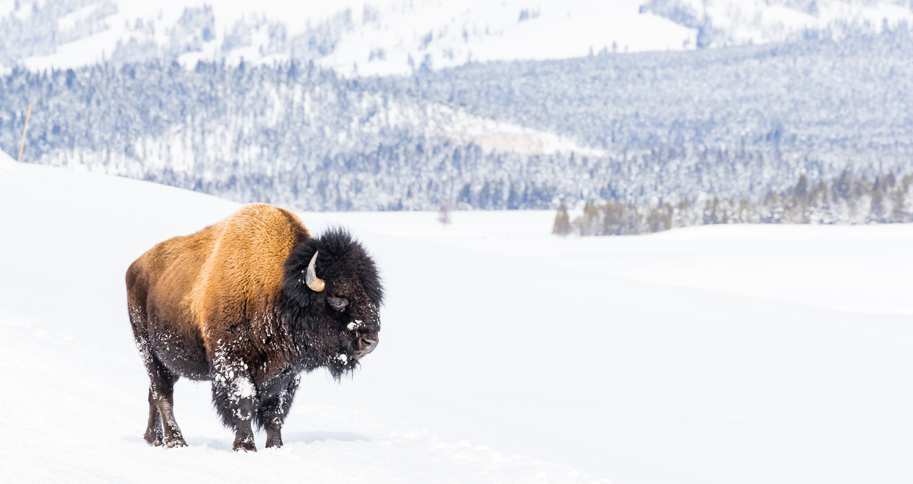 The basics on bison| Cleveland Zoological Society | November 04, 2022