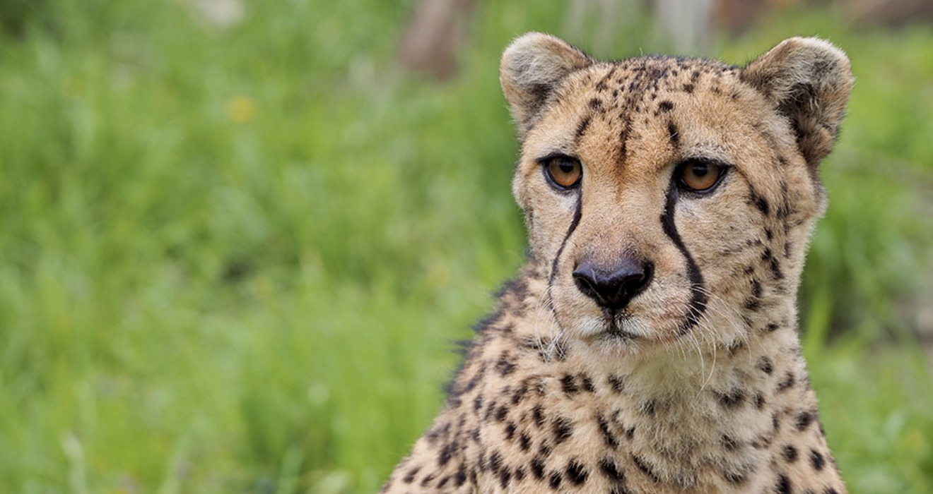 ASK THE EXPERT What sounds do cheetahs make? Cleveland Zoological