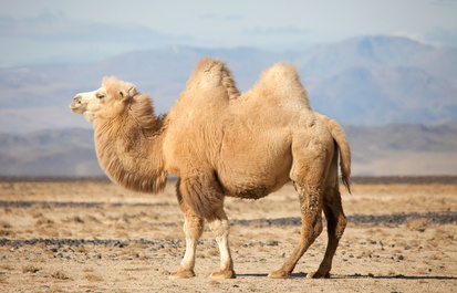 Truth or Tail: A camel's hump