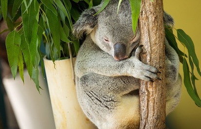 Truth or Tail: Koalas are not a type of bear.