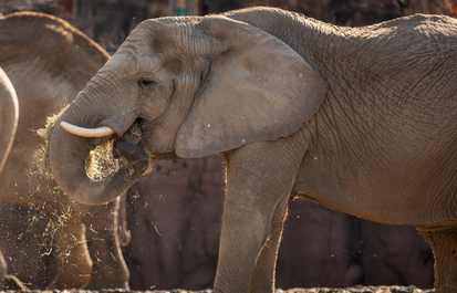 Truth or Tail: Elephants have good memories