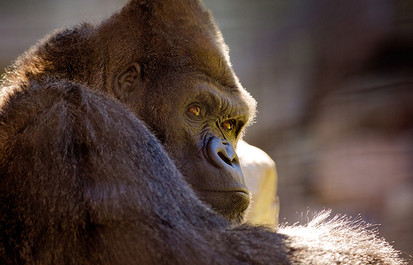 Science in Action: Monitoring Mokolo