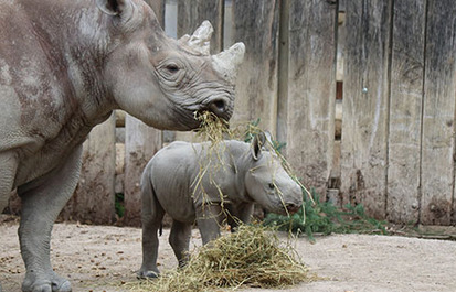 TRUTH OR TAIL? Black rhinos squeak as a  way to communicate.
