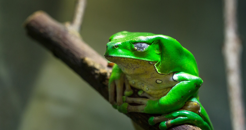 Giant Waxy Tree Frog