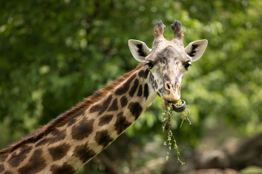 Truth or Tail: Giraffe have prehensile tongues| Cleveland Zoological  Society | July 07, 2021