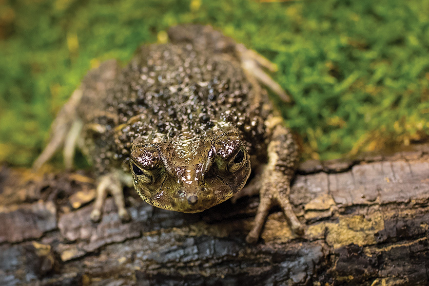 5dm4a-9130-czs-winter-2017-edit