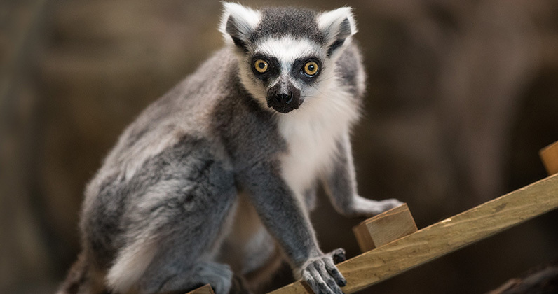 Ask the Expert: Do monkeys like to climb?| Cleveland Zoological Society