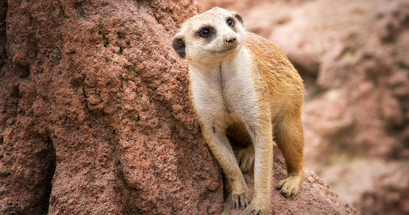 Five things you may not know about meerkats| Cleveland Zoological Society |  May 22, 2018