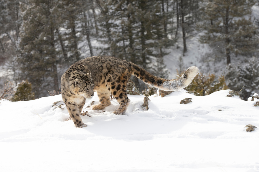 Animal adaptations for winter weather| Cleveland Zoological Society |  February 08, 2022