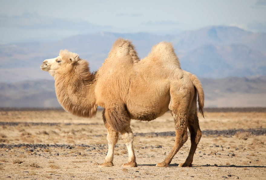 Truth or Tail: A camel's hump| Cleveland Zoological Society | April 06, 2021