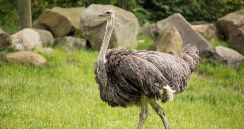 Truth or Tail: Do ostriches really bury their head in the sand when scared  or frightened?| Cleveland Zoological Society | March 11, 2020