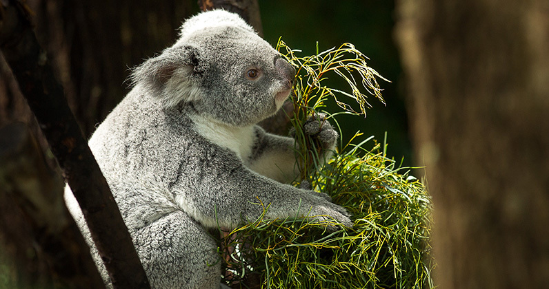 Truth or Tail: Koalas are not a type of bear.| Cleveland Zoological Society  | January 12, 2021