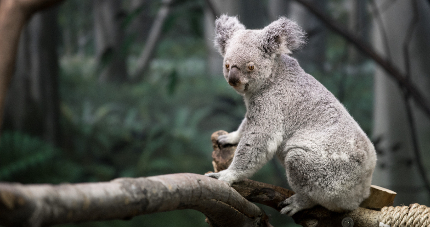 Koala-ty facts about koalas| Cleveland Zoological Society | April 07, 2020