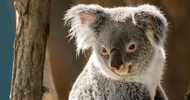 Truth or Tail: Koalas are not a type of bear.| Cleveland Zoological Society  | January 12, 2021