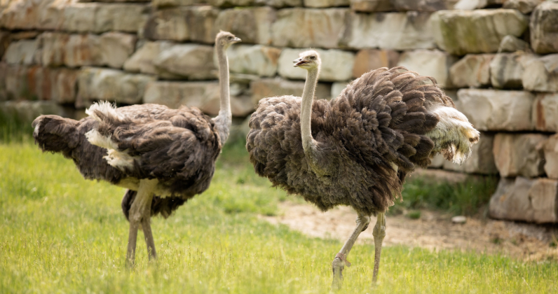 Truth or Tail: Do ostriches really bury their head in the sand when scared  or frightened?| Cleveland Zoological Society | March 11, 2020