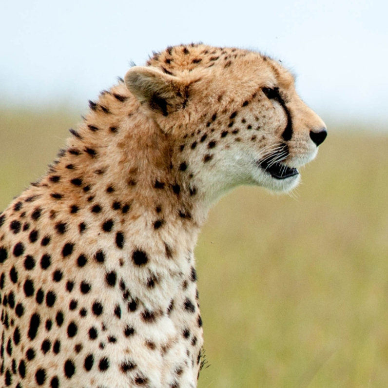 Celebrate International Cheetah Day Cleveland Zoological Society