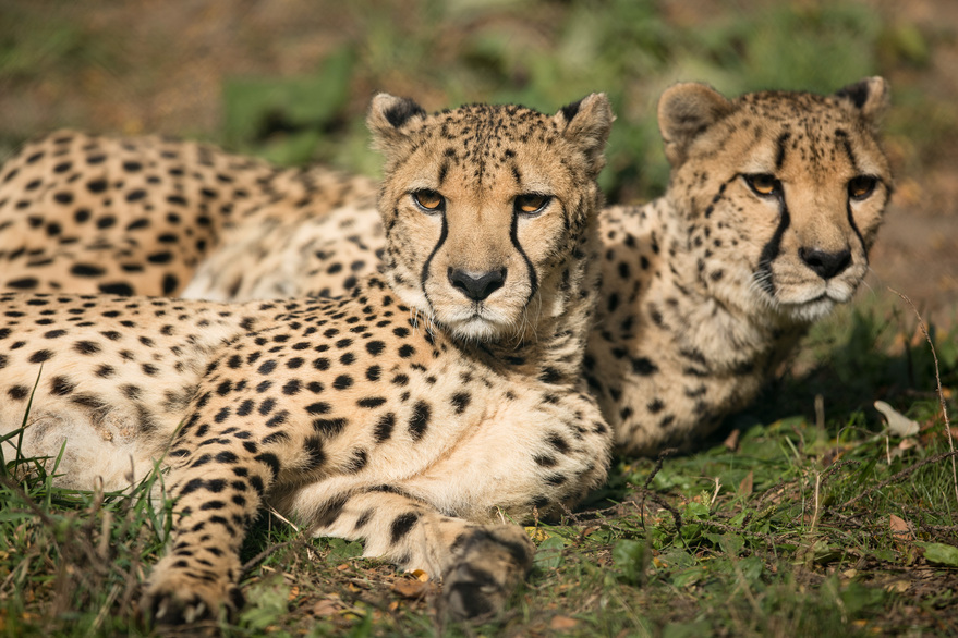 cheetahdm