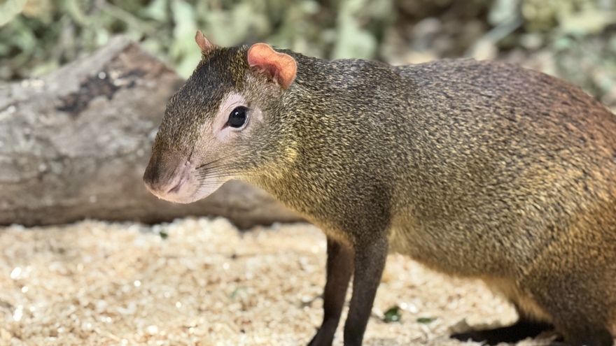 fernandotheagouti