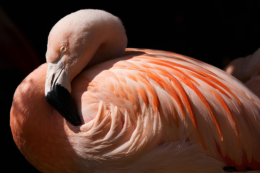 flamingo2
