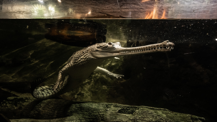 gharial2