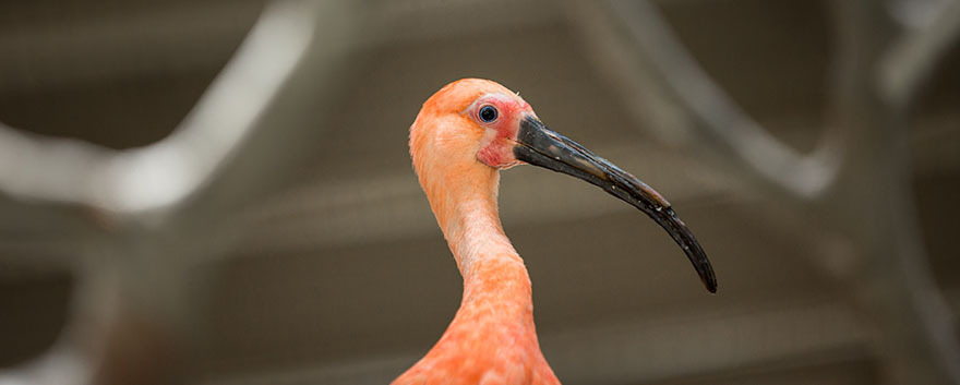 Pretty in Pink!| Cleveland Zoological Society | February 09, 2022