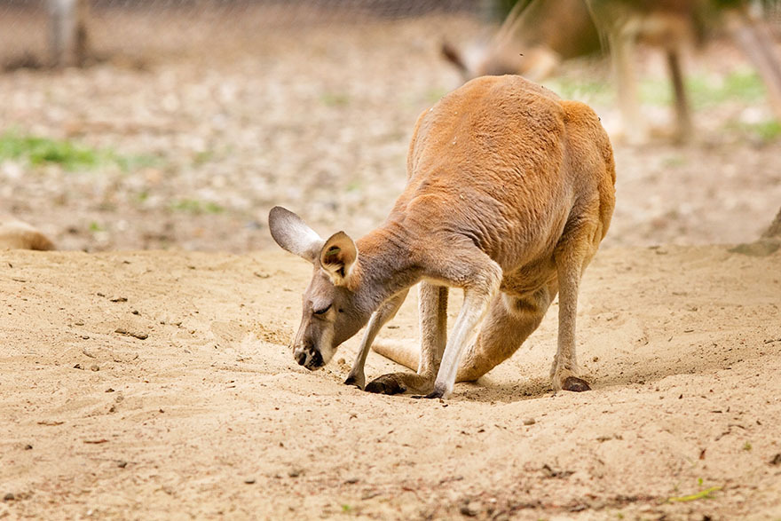 kangaroored