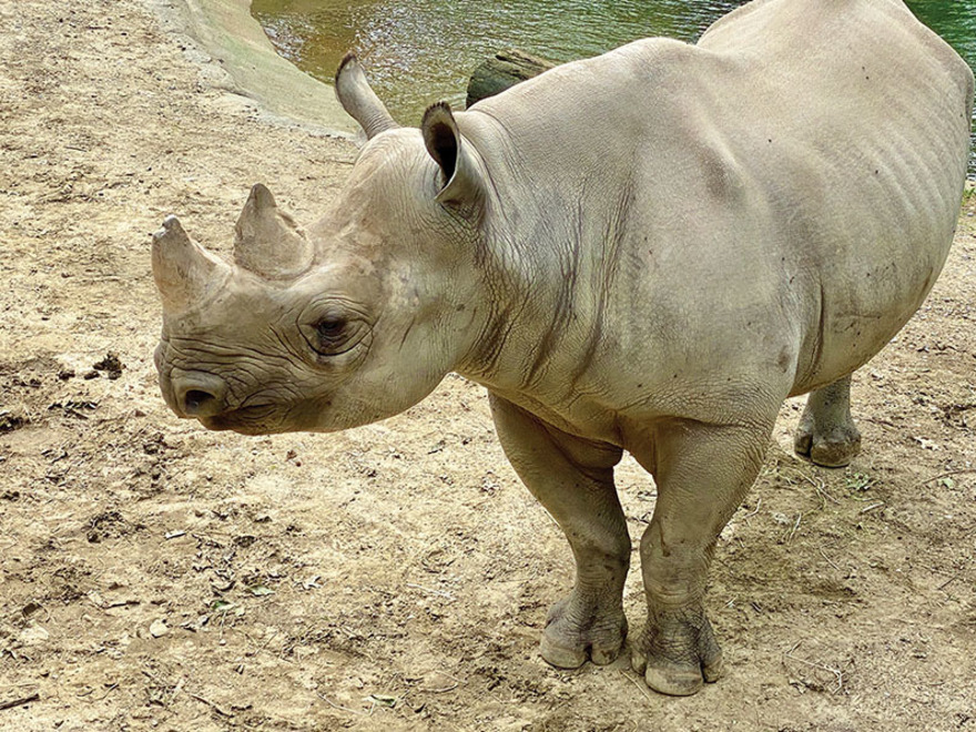 rhinoceros 6 location dimension scale entry rhinoceros 6 location dimension scale entry