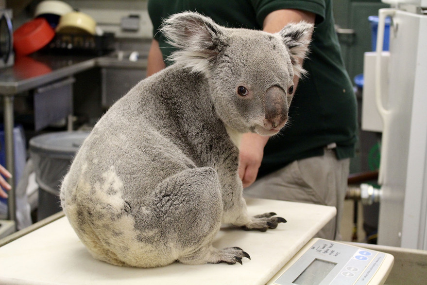 koalaonscale