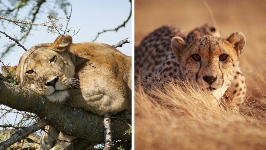 lightsforlionsbloglionandcheetah