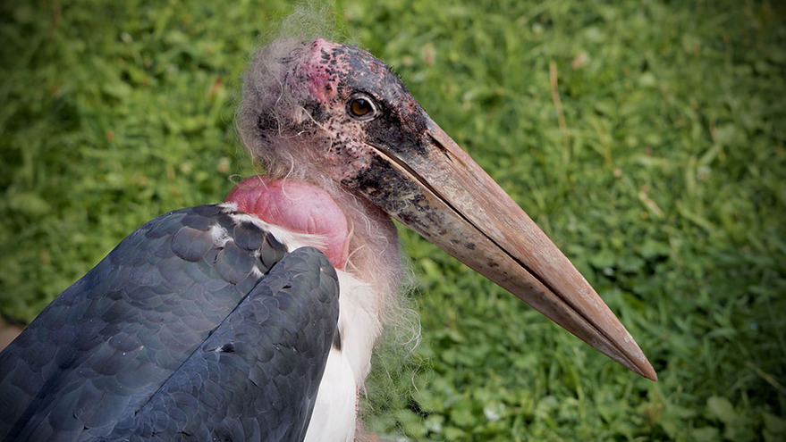 mariboustorkbeak