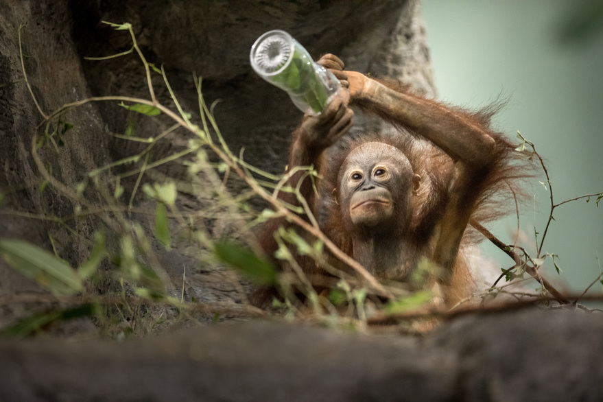 orangutanplasticbottle
