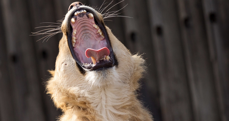 Truth or Tail: A lion's roar can be heard 5 miles away| Cleveland  Zoological Society | February 23, 2020