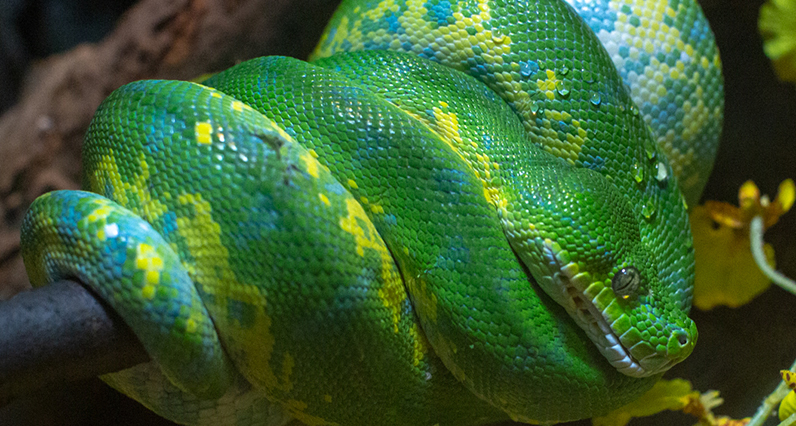 Green tree python wrapped around a branch