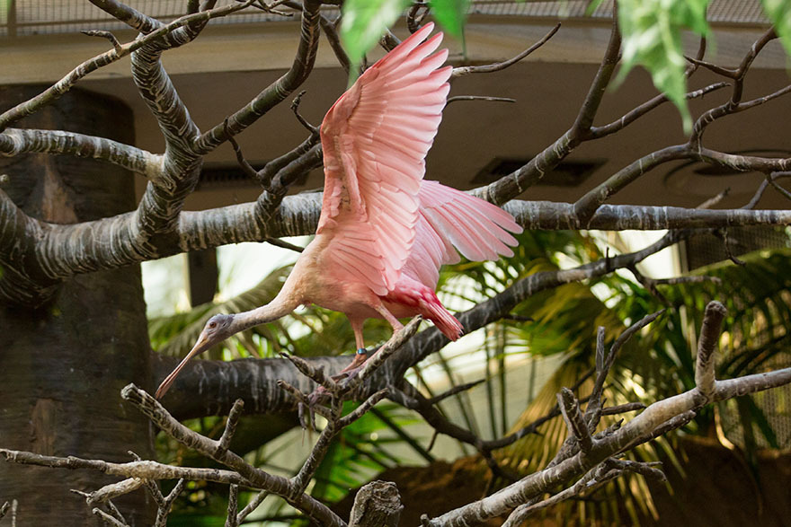 Pretty in Pink!| Cleveland Zoological Society | February 09, 2022