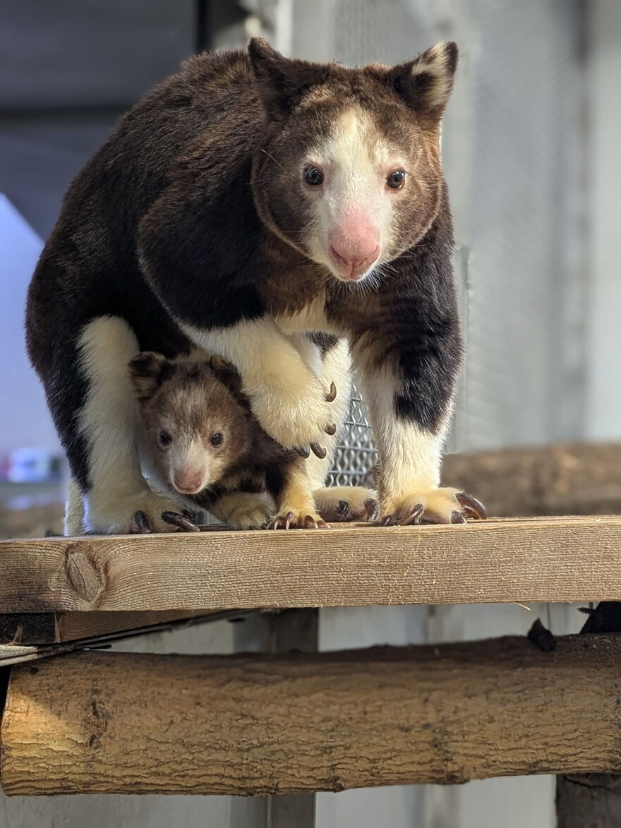 treekangaroowithmom